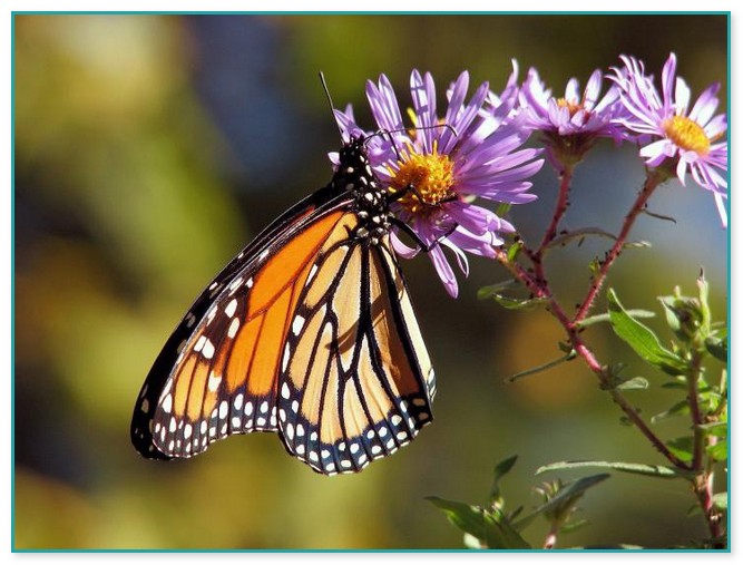 Best Plants For Butterfly Garden