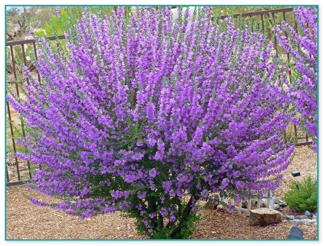 Best Purple Flowered Plants For The Garden