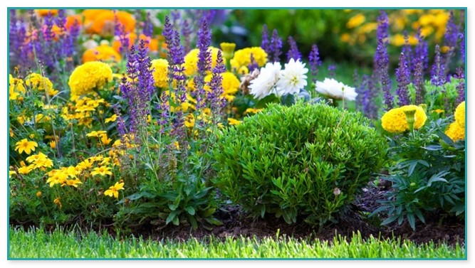 Best Soil For Planting Flowers