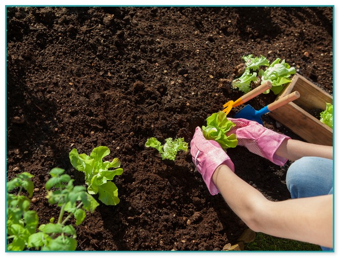 Best Soil For Vegetable Garden