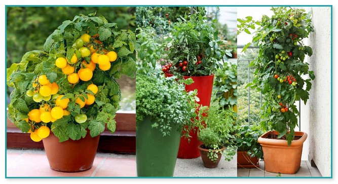 Best Tomato Plants For Container Gardening