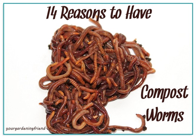 Buy Red Worms For Composting