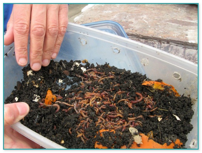 Compost Bin With Worms