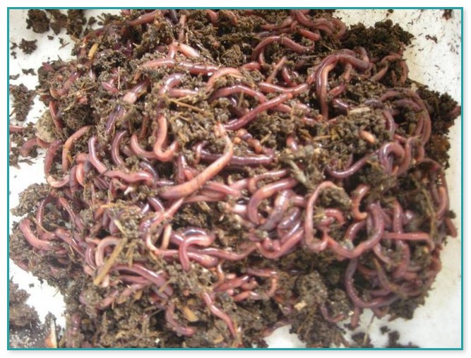 Compost Worms For Sale