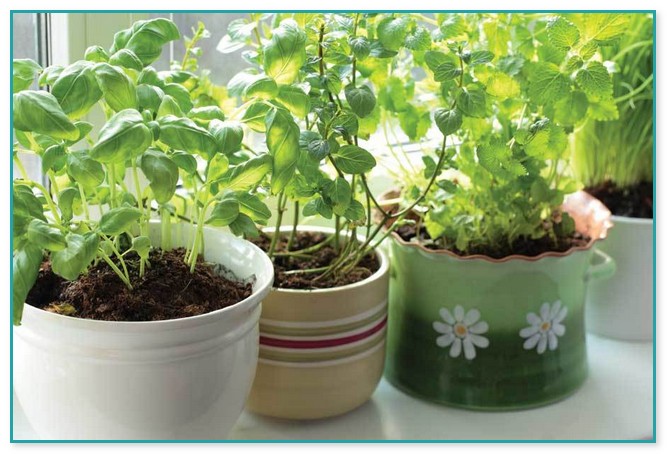 Container Herb Garden Kit