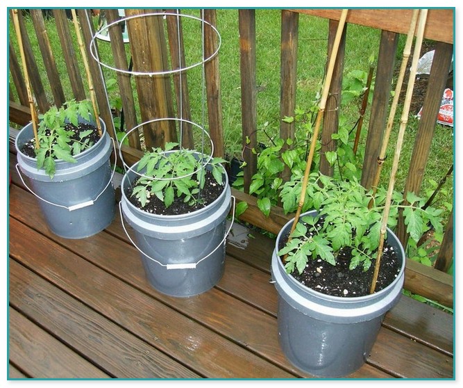 Container Vegetable Gardening For Dummies
