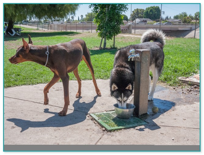 Dog Drinking Fountains For Parks