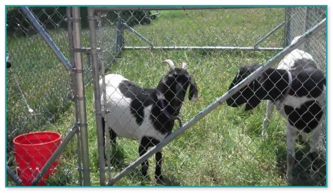 Electric Fencing For Goats