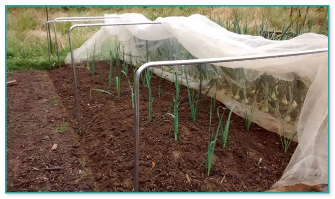 Gardening Netting For Vegetables