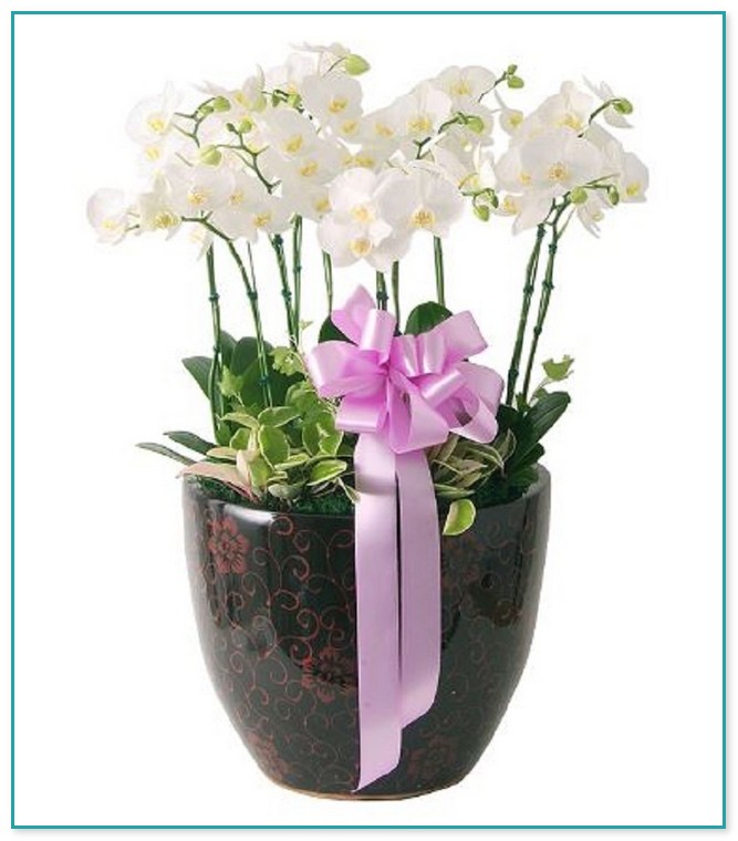 Indoor Flowering Plants For Sale