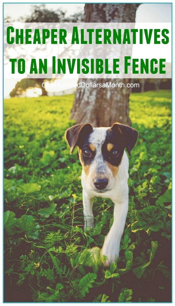Invisible Dog Fence Cost 2