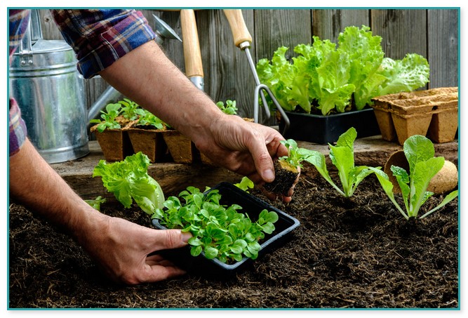 Planting A Vegetable Garden For Beginners