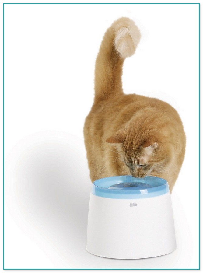 Water Fountains For Pets