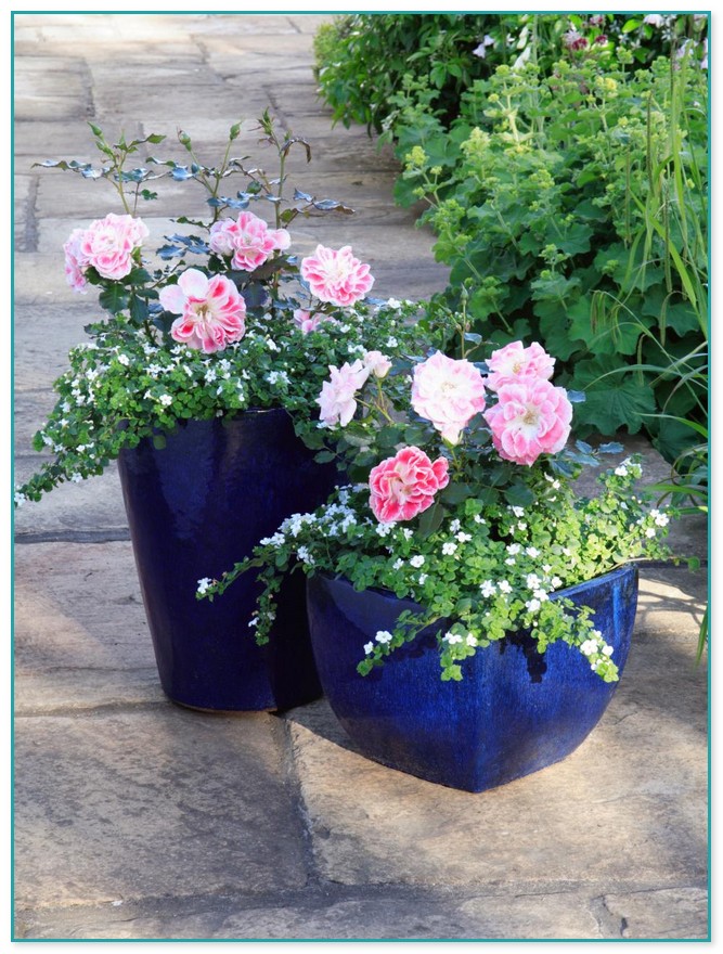 Container Flower Gardening Ideas 9