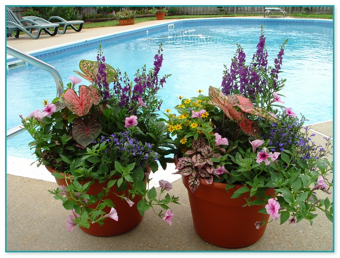 Container Flower Gardening Ideas
