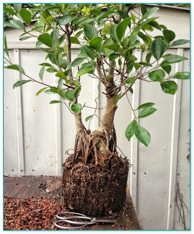 Best Ginseng Ficus Bonsai Care