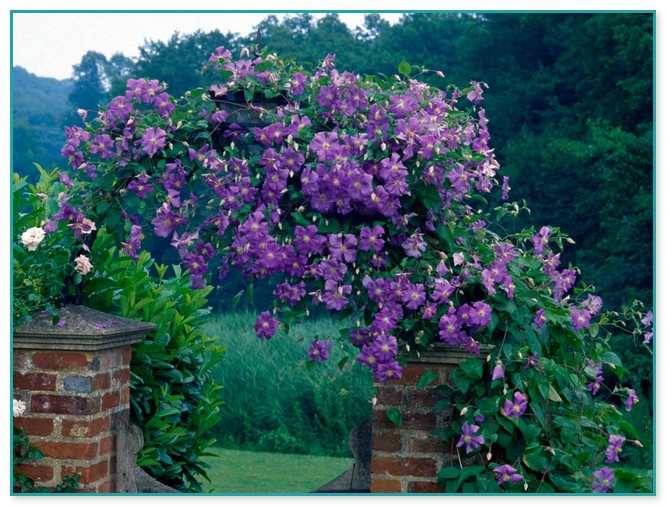 Best Climbing Plants With Flowers 2