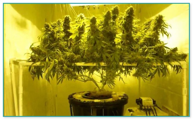 Best Hydroponic Setup For Cannabis