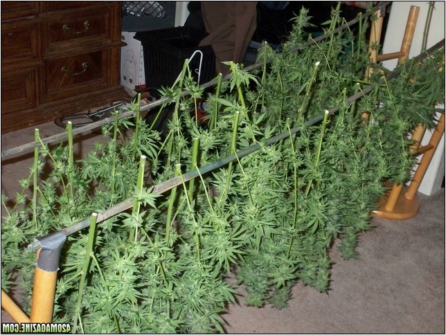 Best Hydroponic Setup For Weed