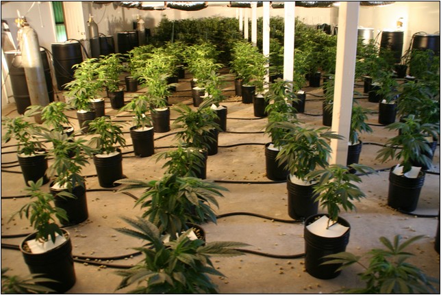 Best Hydroponic System For Cannabis Yield