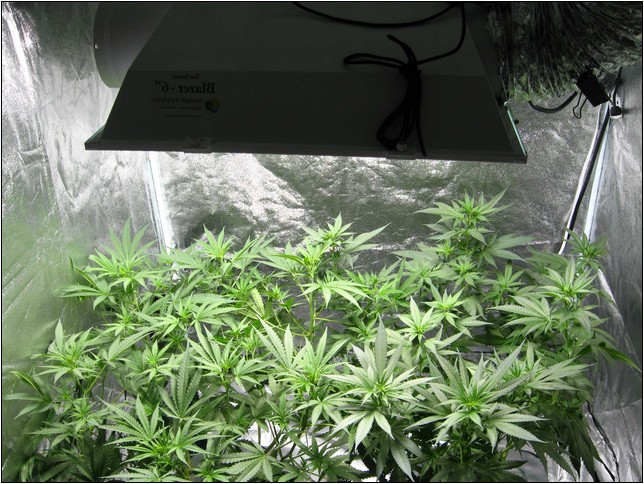 Best Hydroponic System For Growing Cannabis