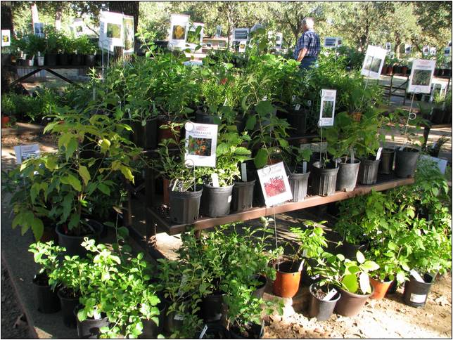 Buying Plants For Landscaping