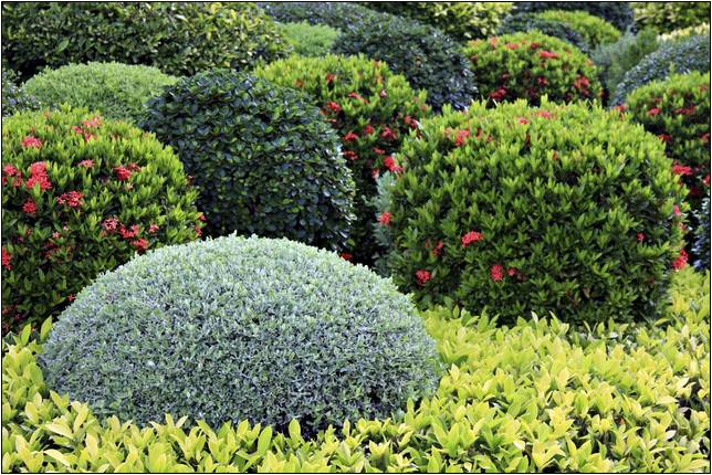 Common Bushes Used For Landscaping