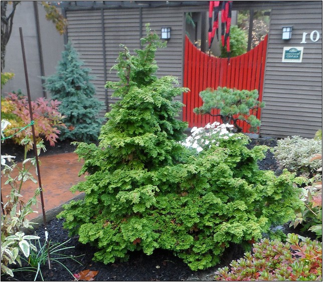 Decorative Evergreen Trees For Landscaping