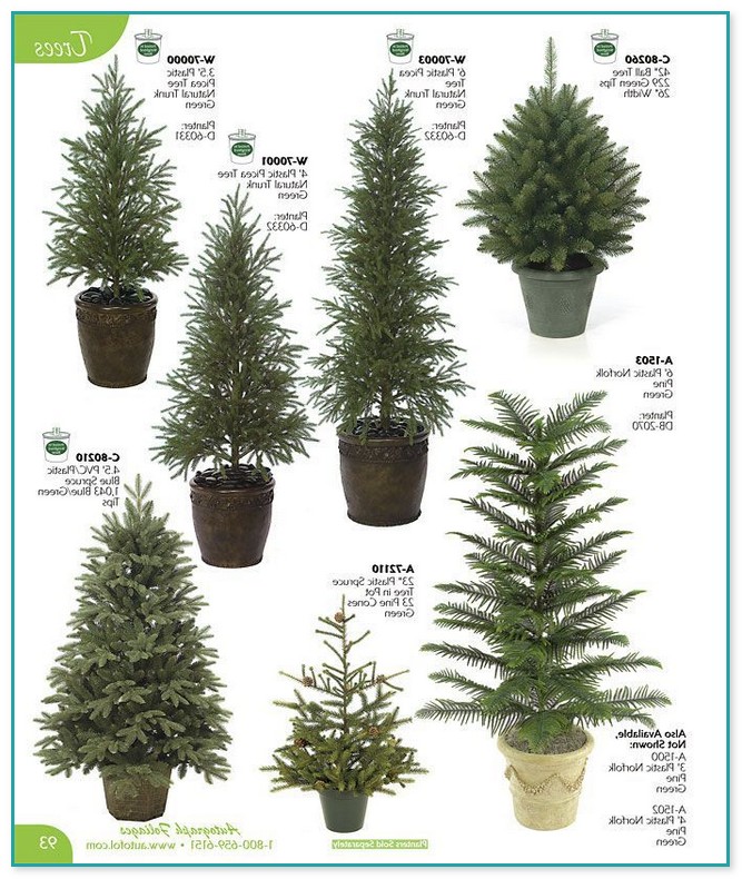 Dwarf Evergreen Trees For Landscaping