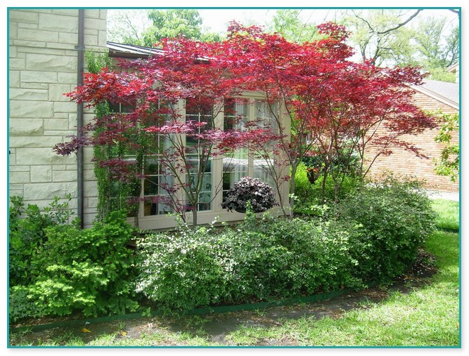 Dwarf Ornamental Trees For Landscaping