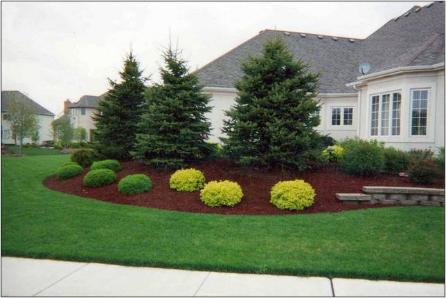 Evergreen Shrubs For Landscaping Around House
