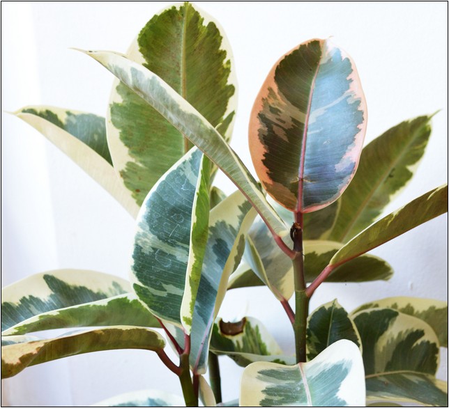 House Plants Colourful Variegated Leaves