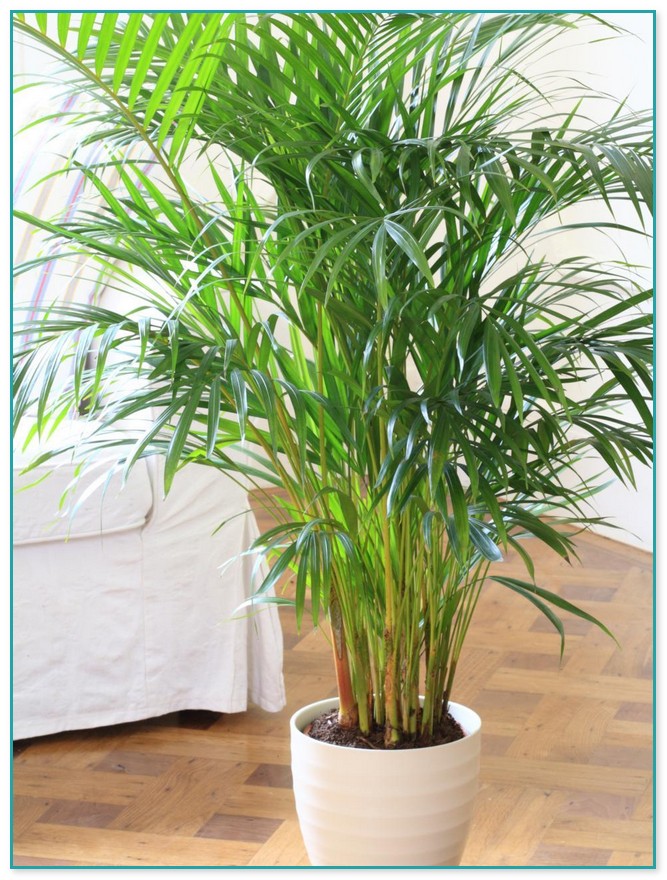 Large Indoor House Plants For Sale 
