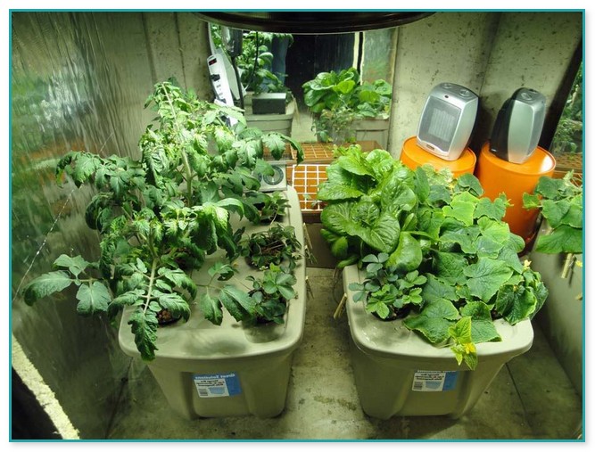 Hydroponic Gardening At Home