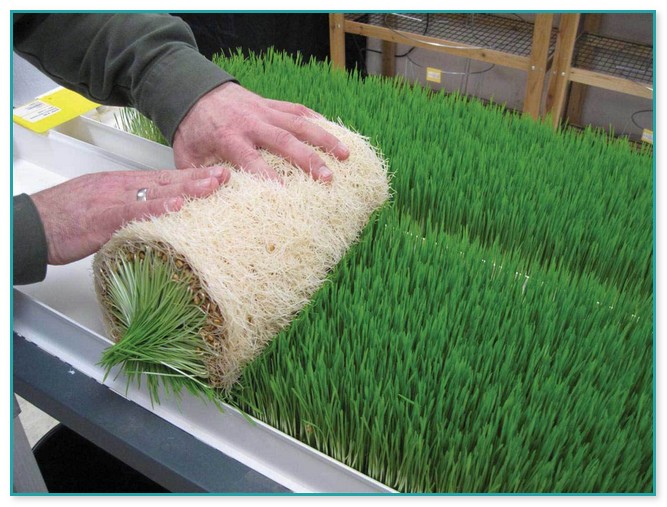 Hydroponic Grass Growing System