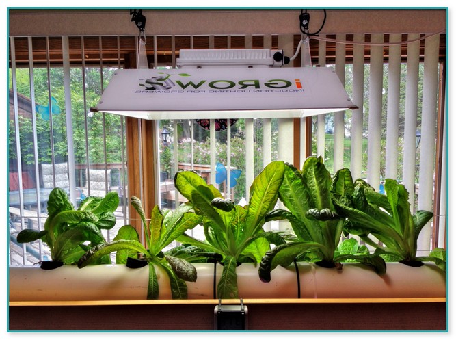 Indoor Hydroponic Lighting Systems