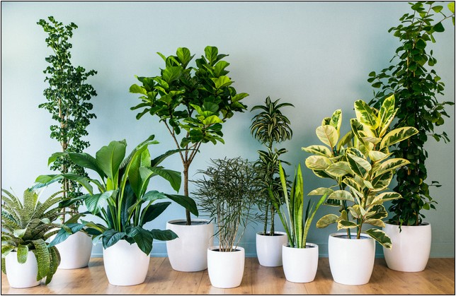Indoor Plants And Their Names With Pictures