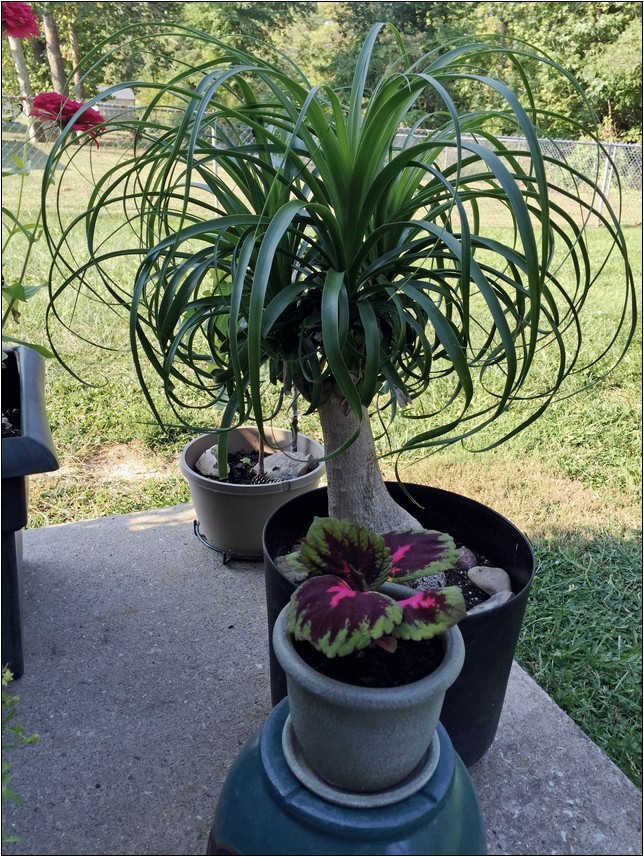 Large Tropical House Plants For Sale