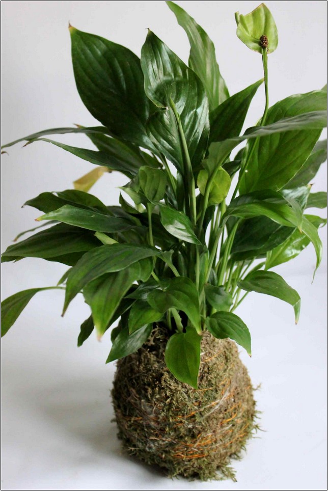 Pictures Of Common House Plants With Names
