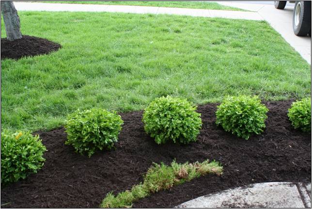 Pictures Of Low Maintenance Shrubs For Landscaping