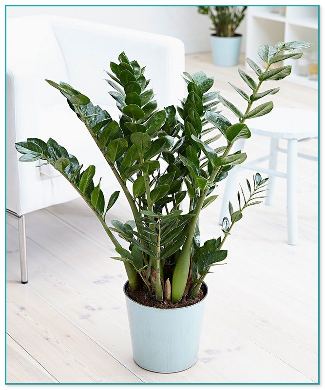 Purchase House Plants Online