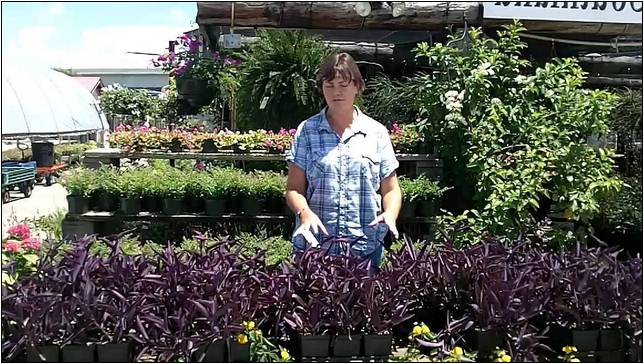 Purple Plants For Landscaping