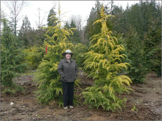 Small Fir Trees For Landscaping