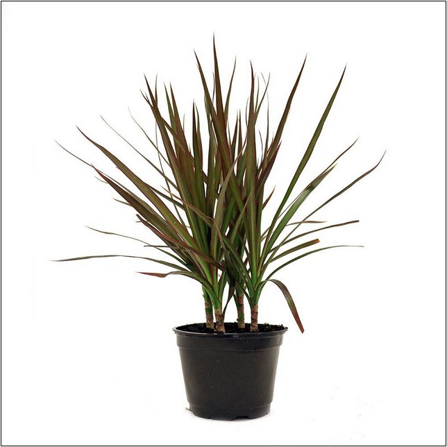 Tropical Plants For Sale At Home Depot